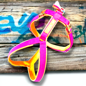Geschirr Neon Orange / Magenta, gepolstert und verstellbar