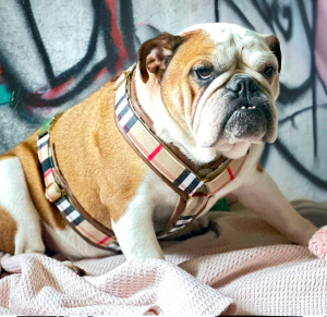 Geschirr "London", gepolstert mit Kunstleder und verstellbar, Tartanstoff auf Gurtband