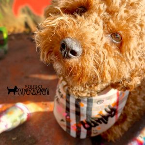 Hunde Bandana British Style Tartan Muster Graffiti