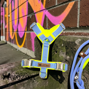 Geschirr - gepolstert und verstellbar, Hellblau / Neongelb