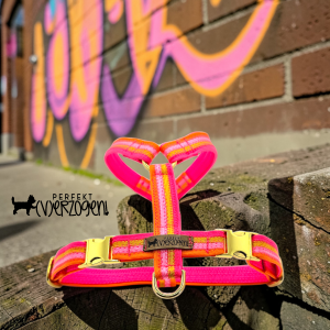 Geschirr Stripes - Paracord auf Gurtband, nicht gepolstert